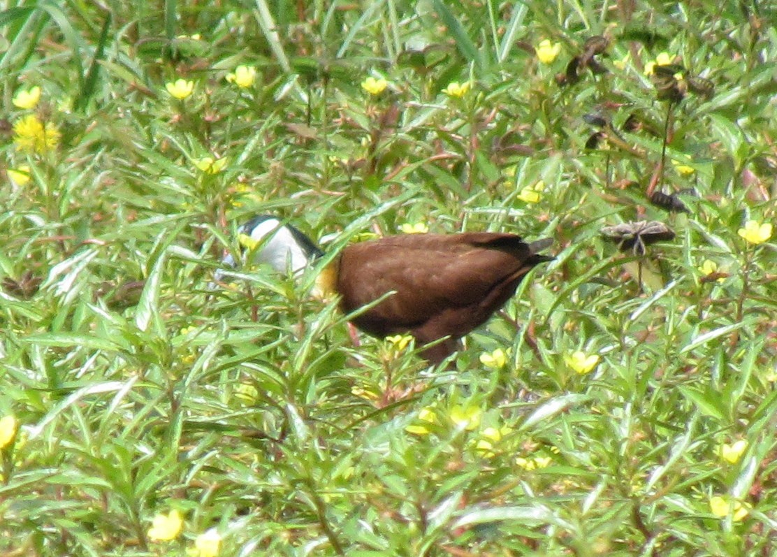 African Jacana - ML638345469