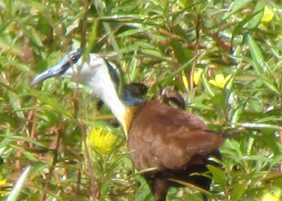 African Jacana - ML638345472