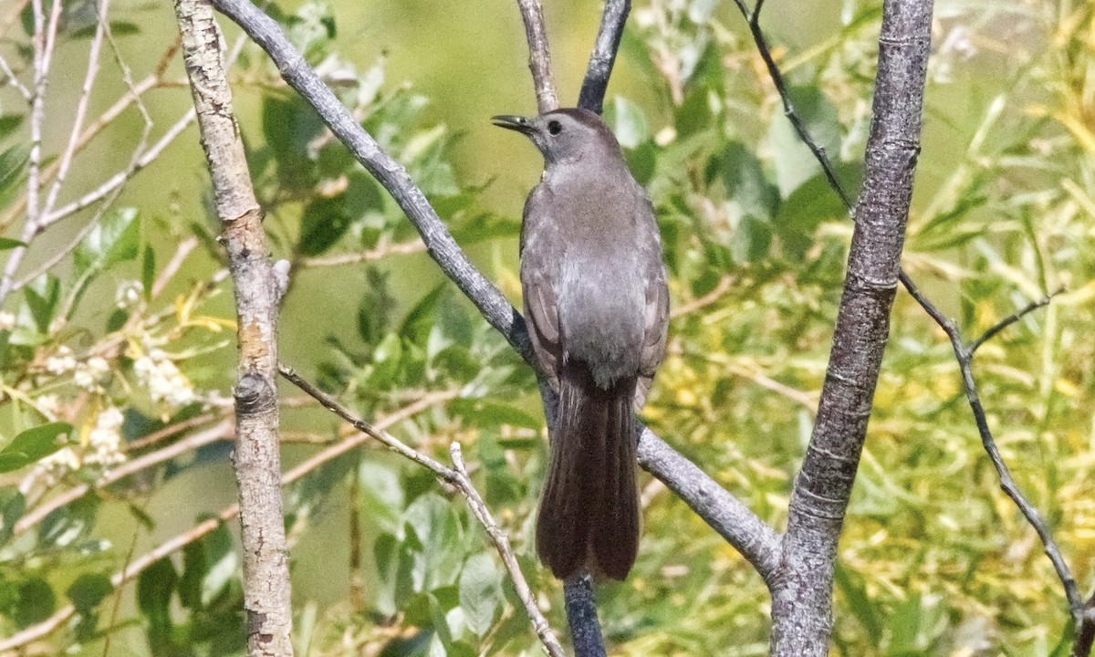 kattespottefugl - ML638345478