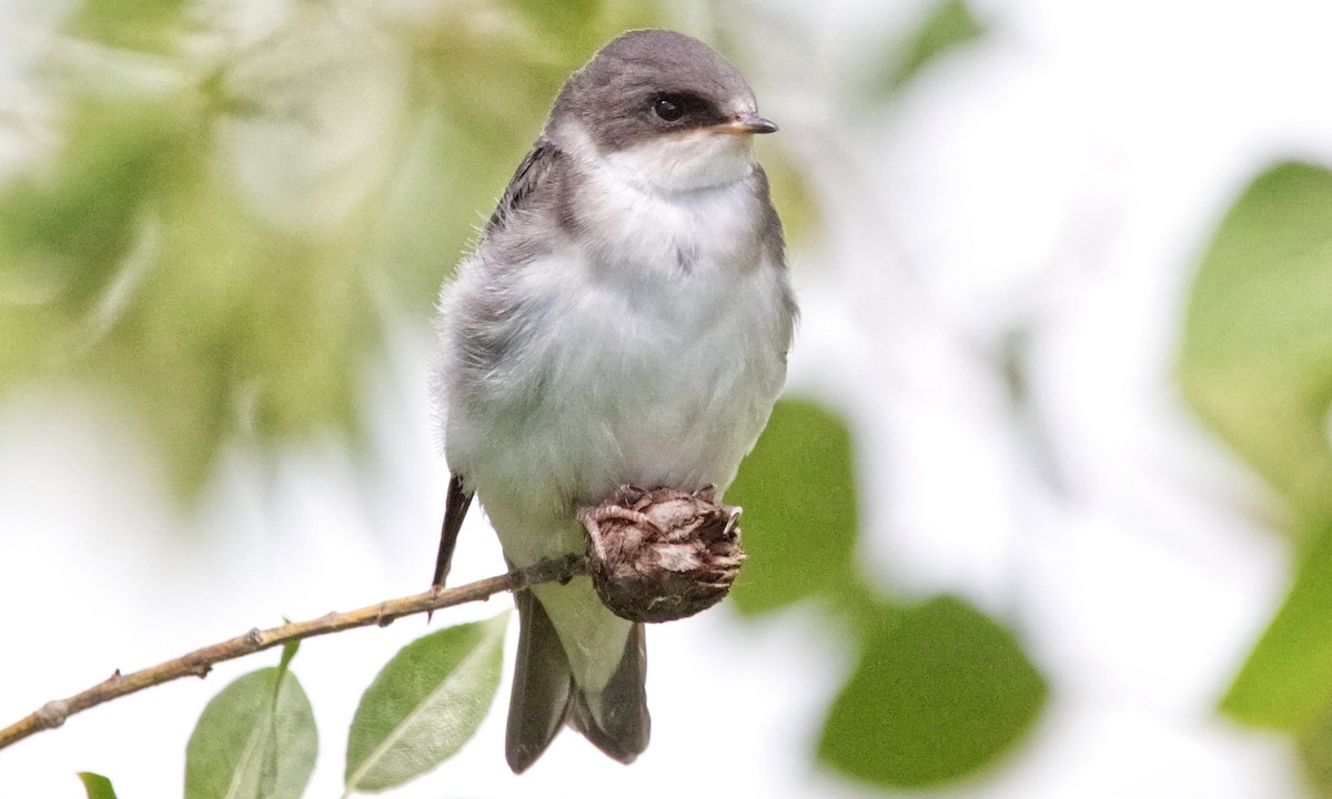 Tree Swallow - ML638345489
