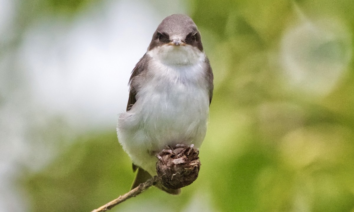 Tree Swallow - ML638345490