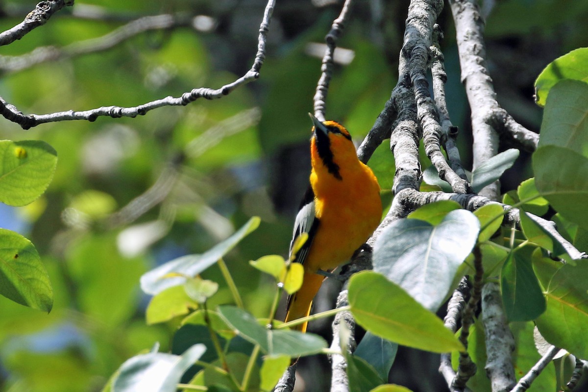 Oriole de Bullock - ML638345500