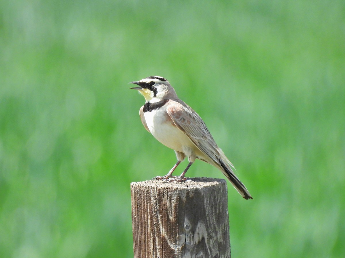 Horned Lark - ML638345506