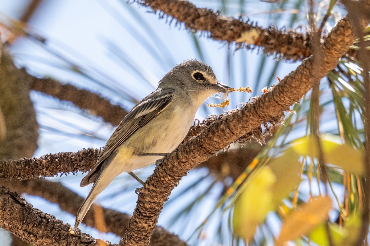 Plumbeous Vireo - ML638345527