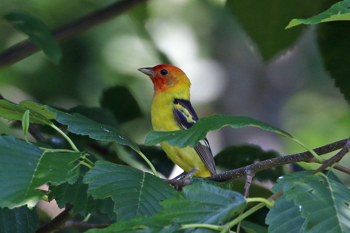 Western Tanager - ML638345549