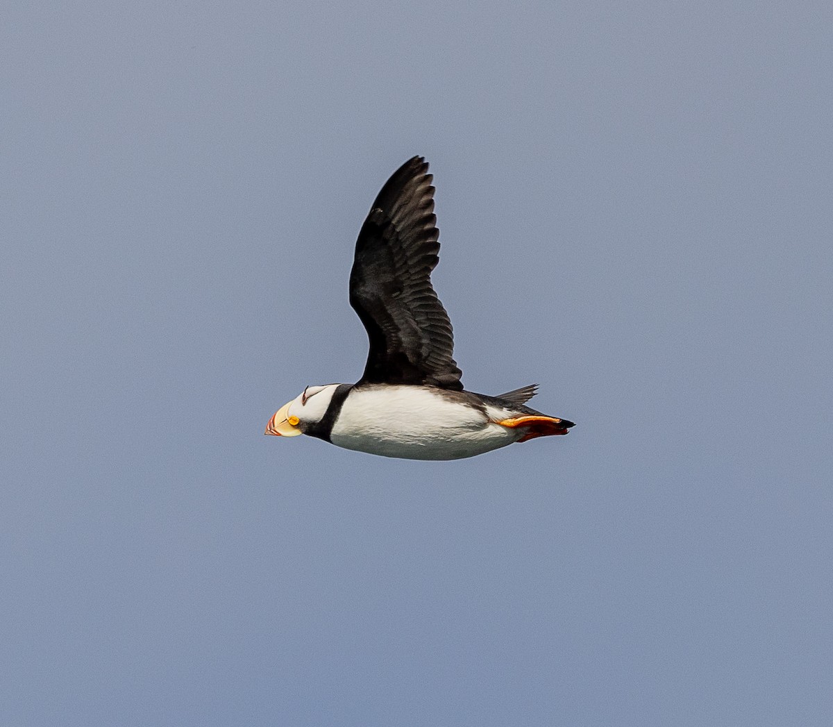 Horned Puffin - ML638345553