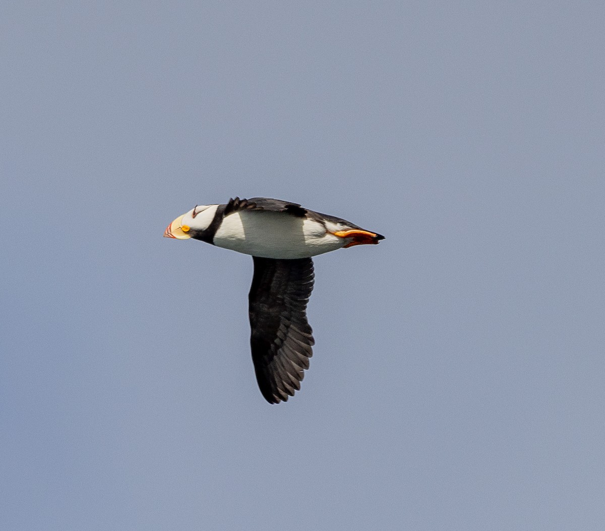 Horned Puffin - ML638345555