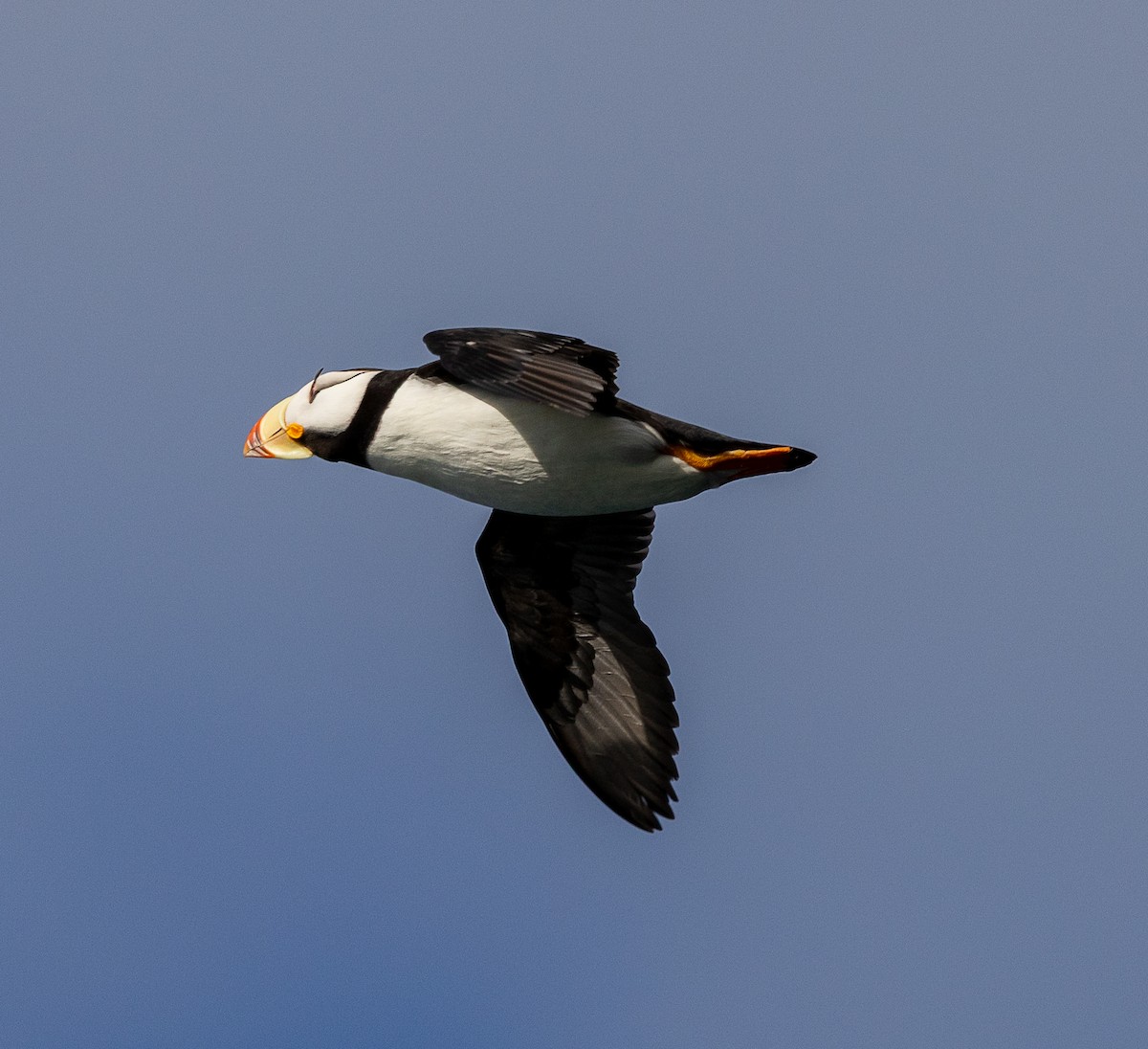 Horned Puffin - ML638345556