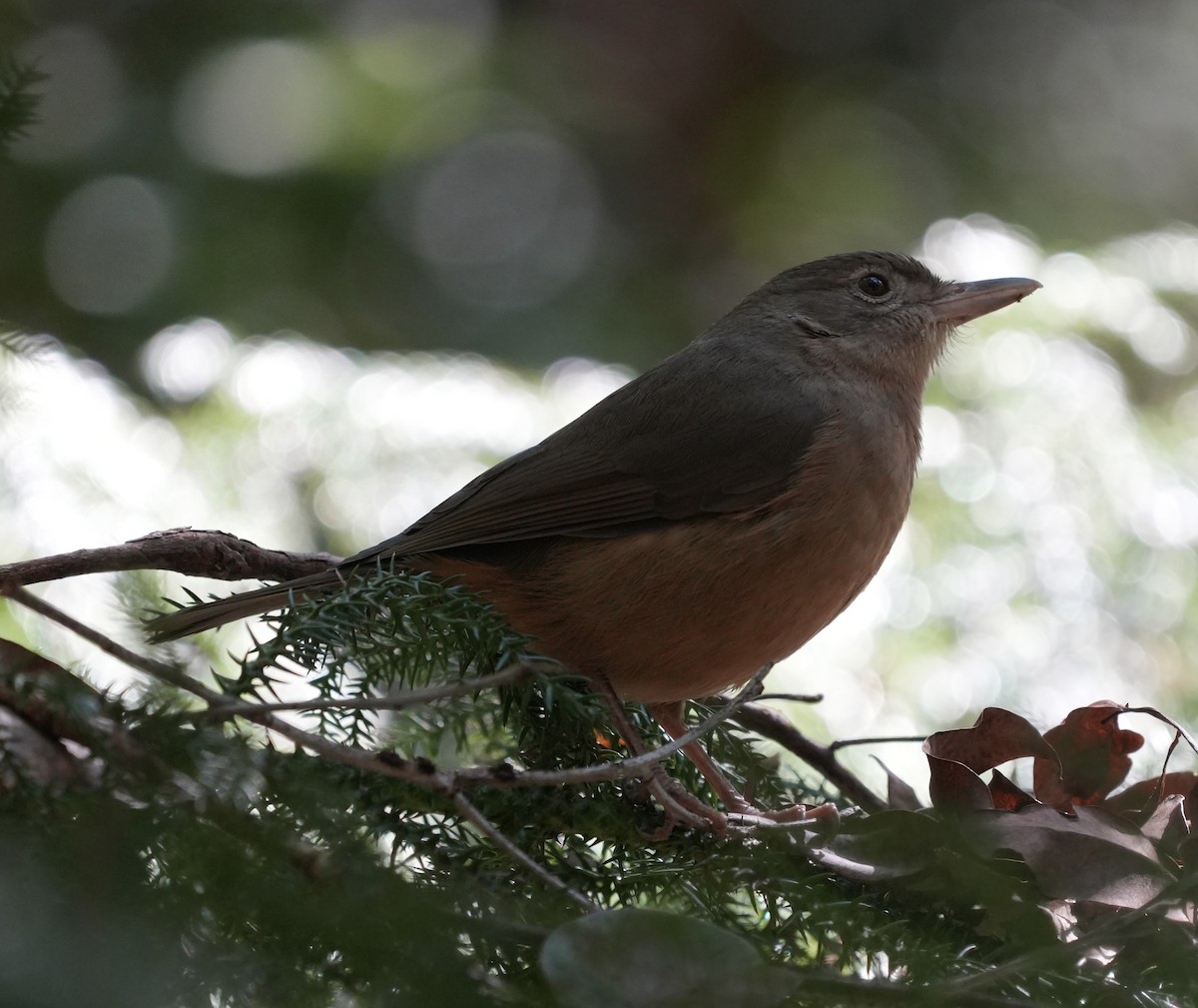 Rufous Shrikethrush - ML638345557