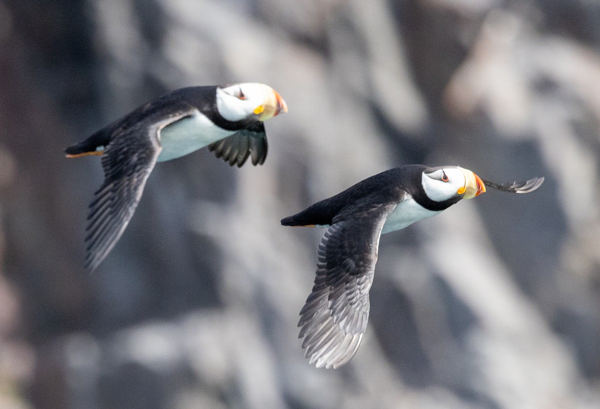 Horned Puffin - ML638345558