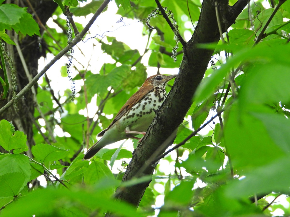 Wood Thrush - ML638345561