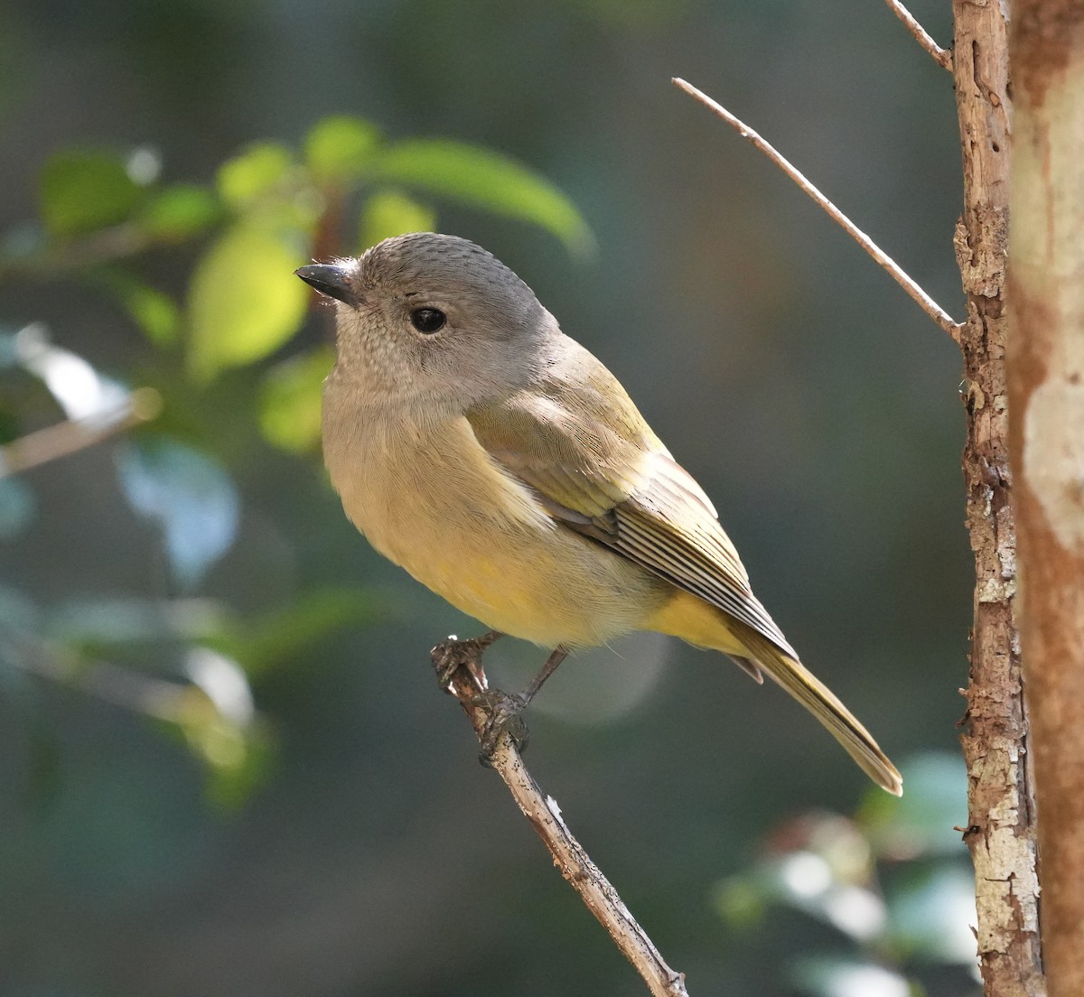 Golden Whistler - ML638345564