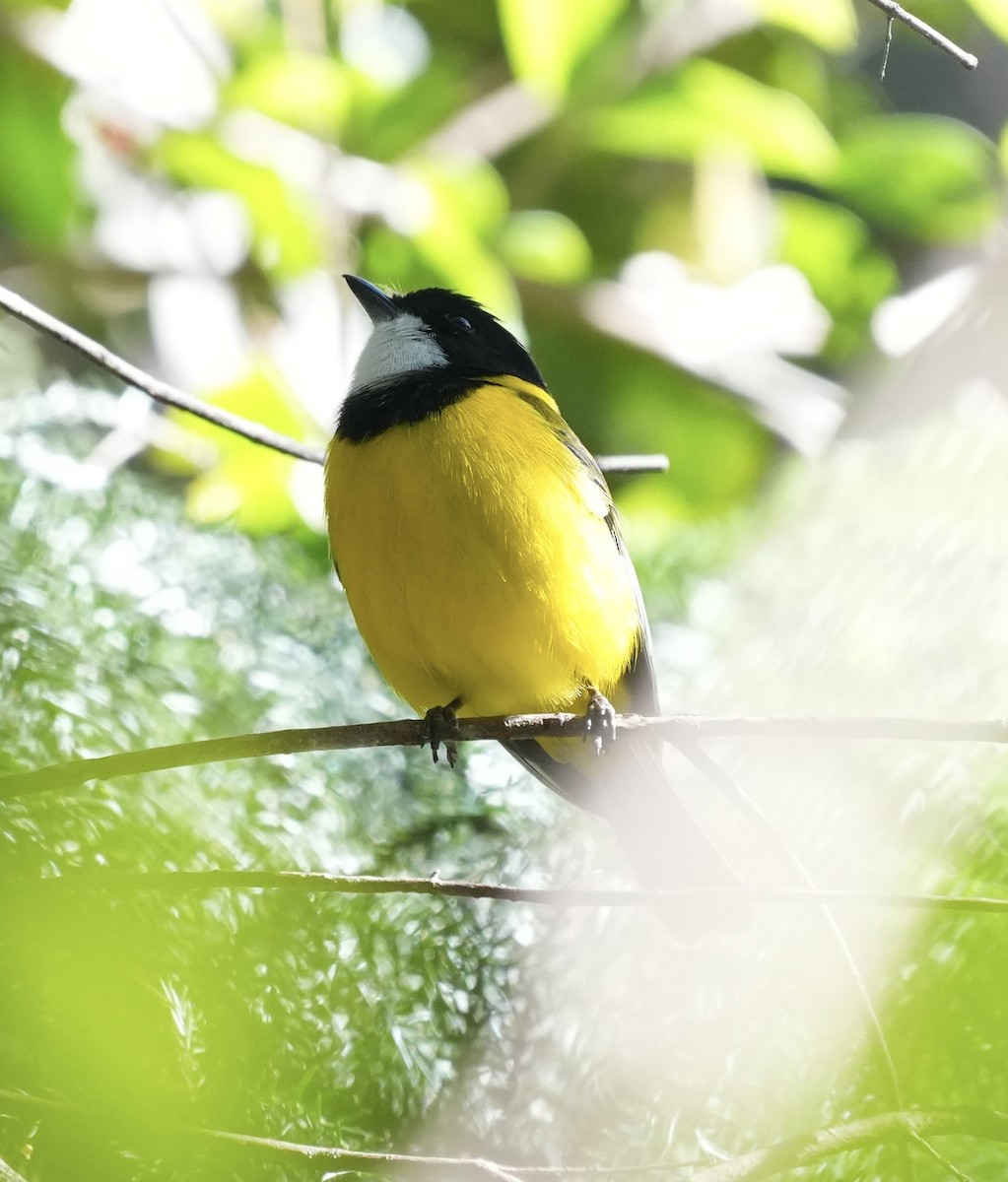 Golden Whistler - ML638345565