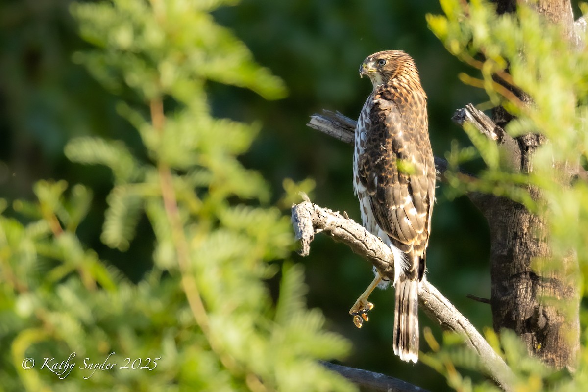 Cooper's Hawk - ML638345568
