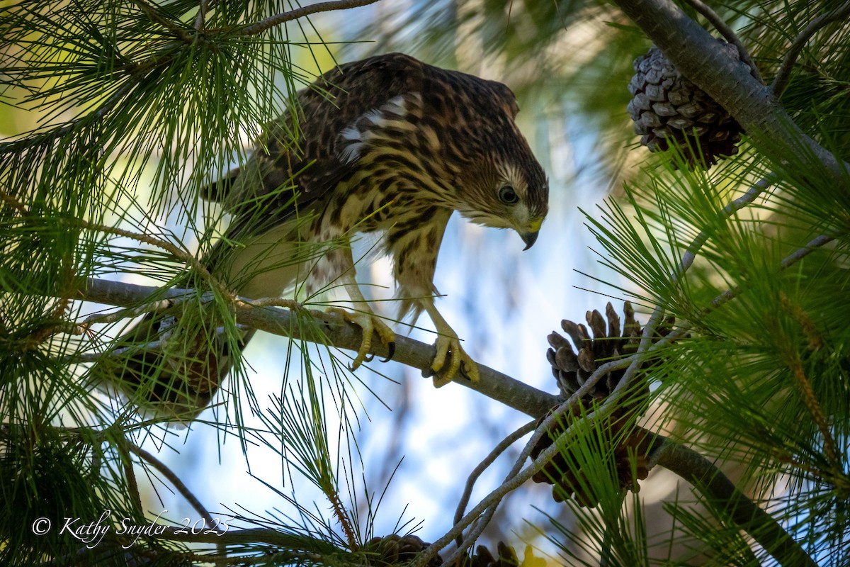 Cooper's Hawk - ML638345570