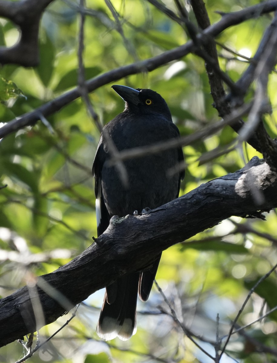 Pied Currawong - ML638345571