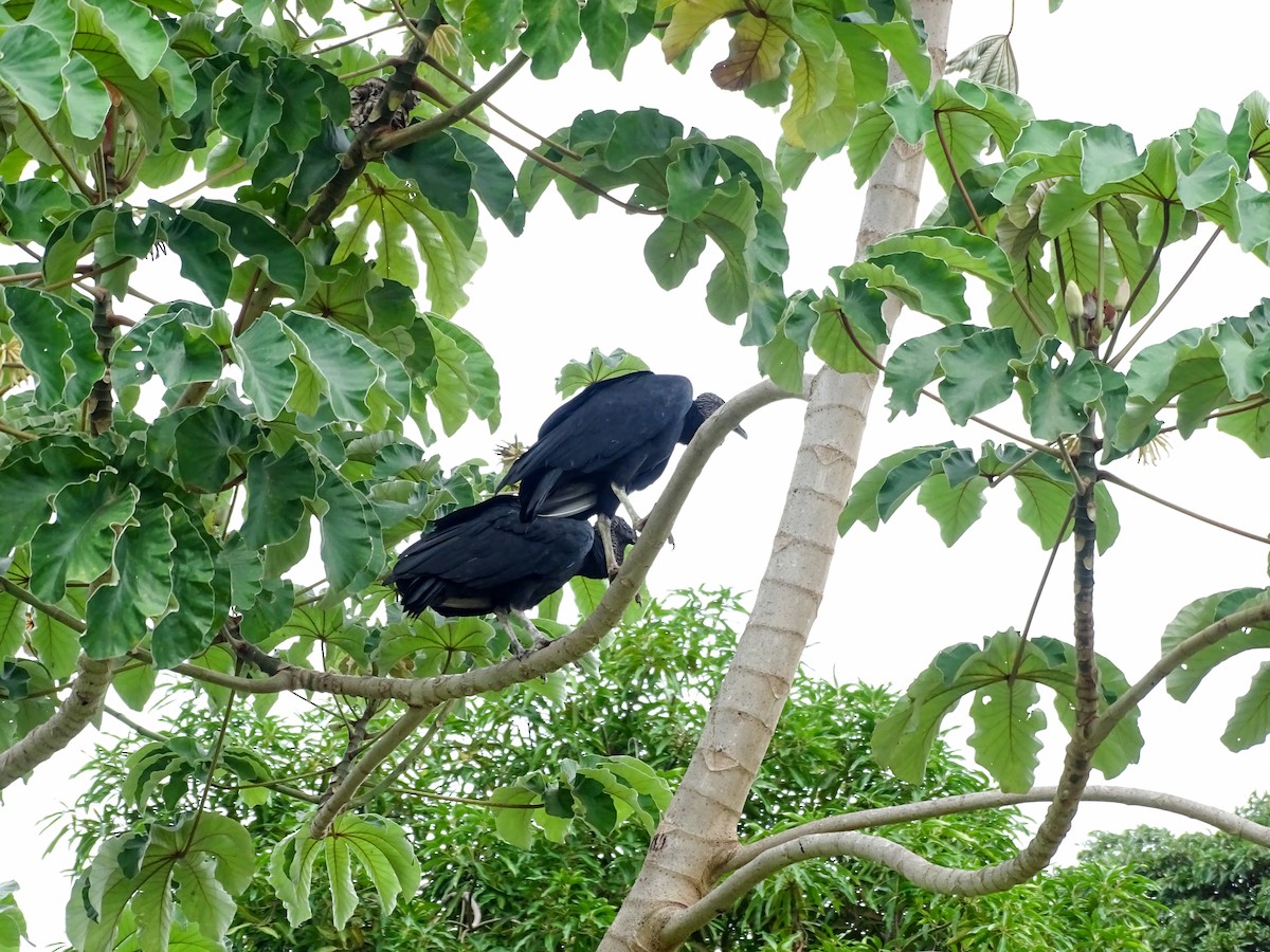 Black Vulture - ML638345572