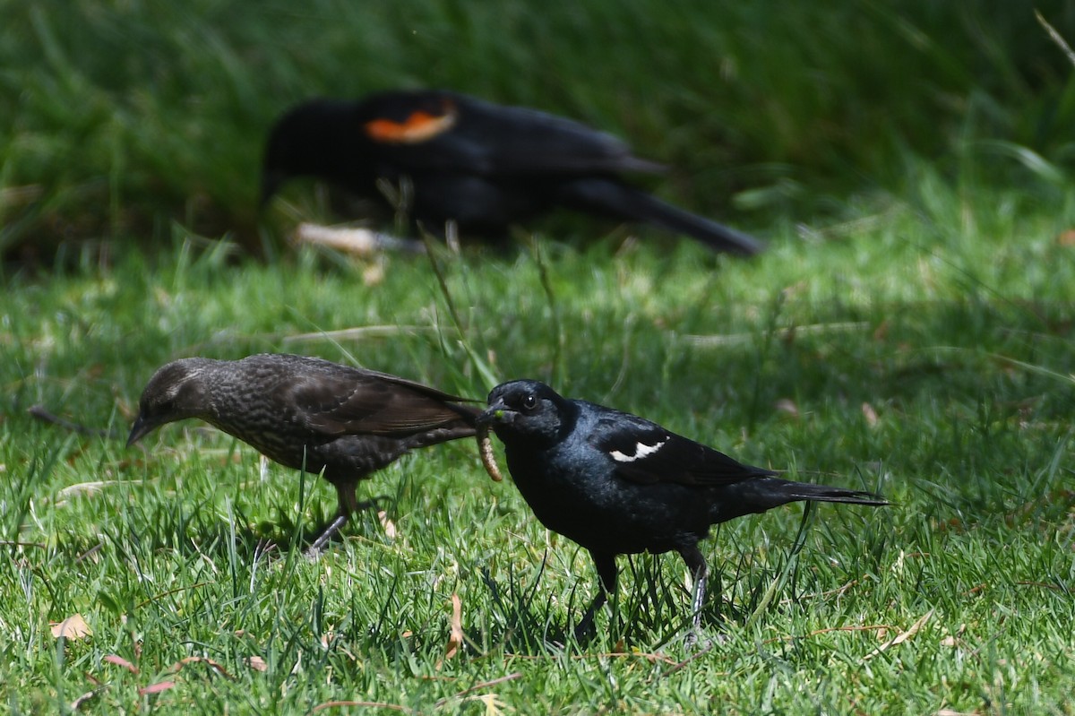 Tricolored Blackbird - ML638345573
