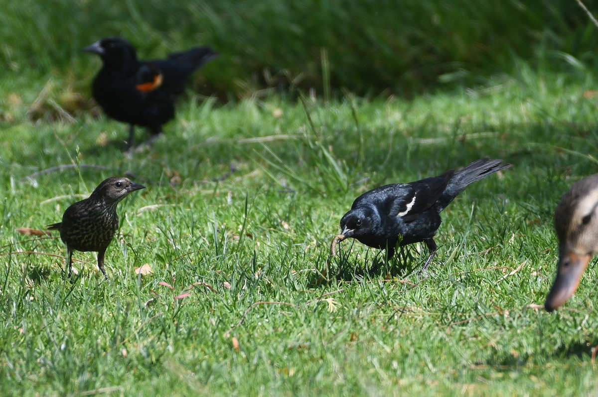 Tricolored Blackbird - ML638345574