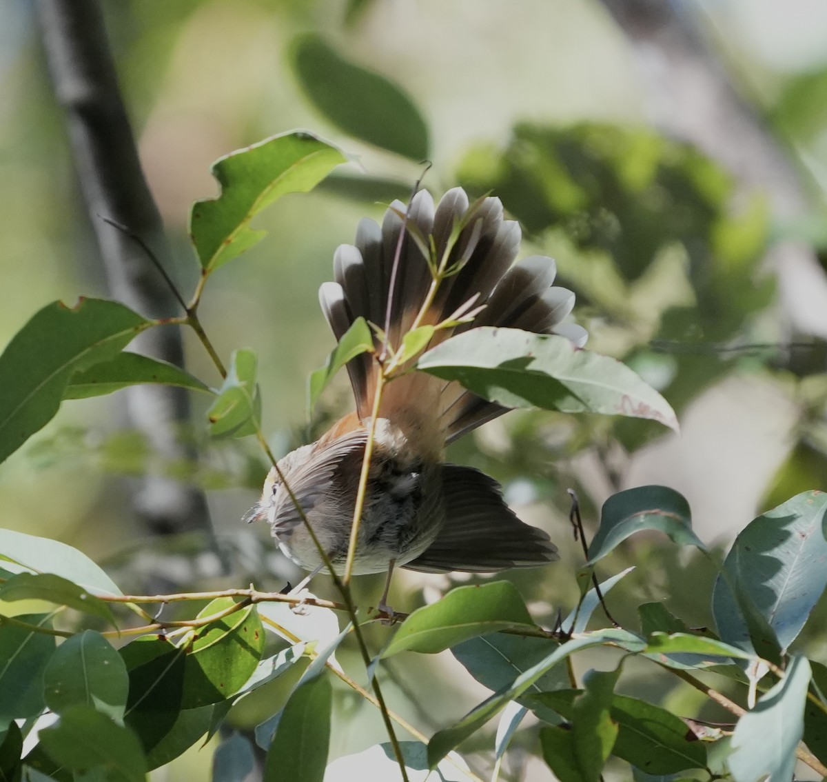 Australian Rufous Fantail - ML638345577
