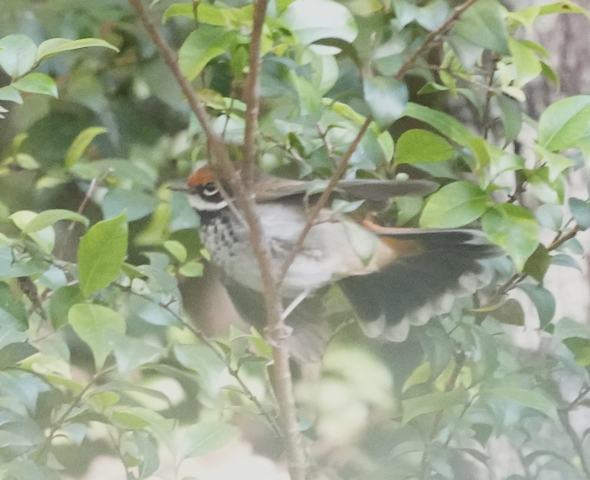 Australian Rufous Fantail - ML638345578