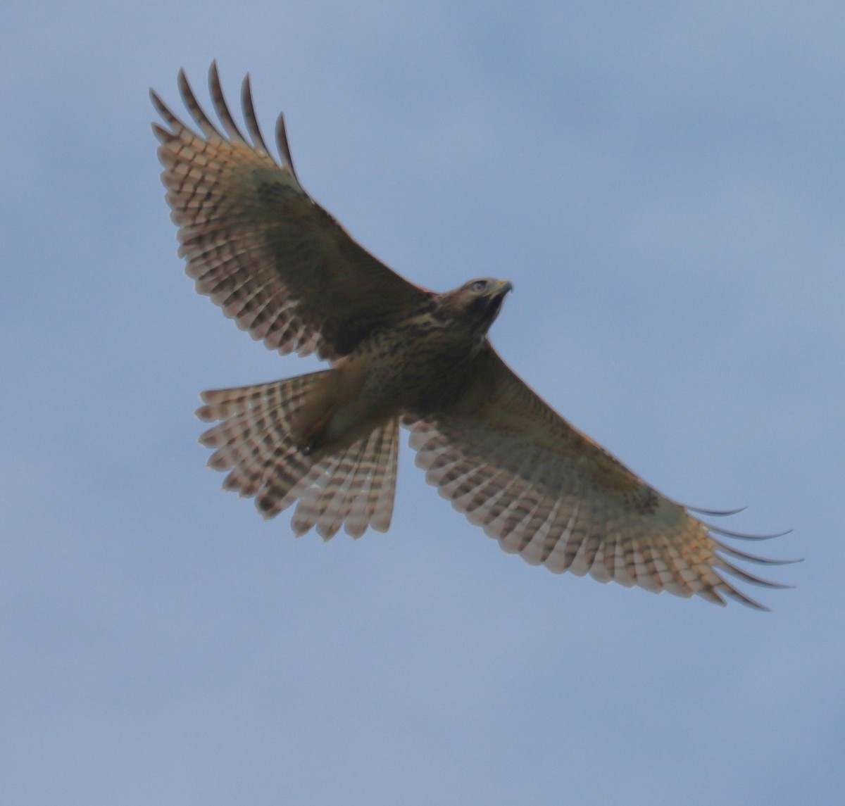Red-shouldered Hawk - ML638345579