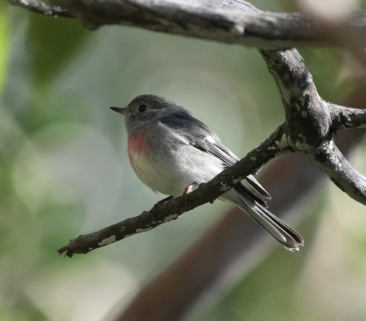 Rose Robin - ML638345580