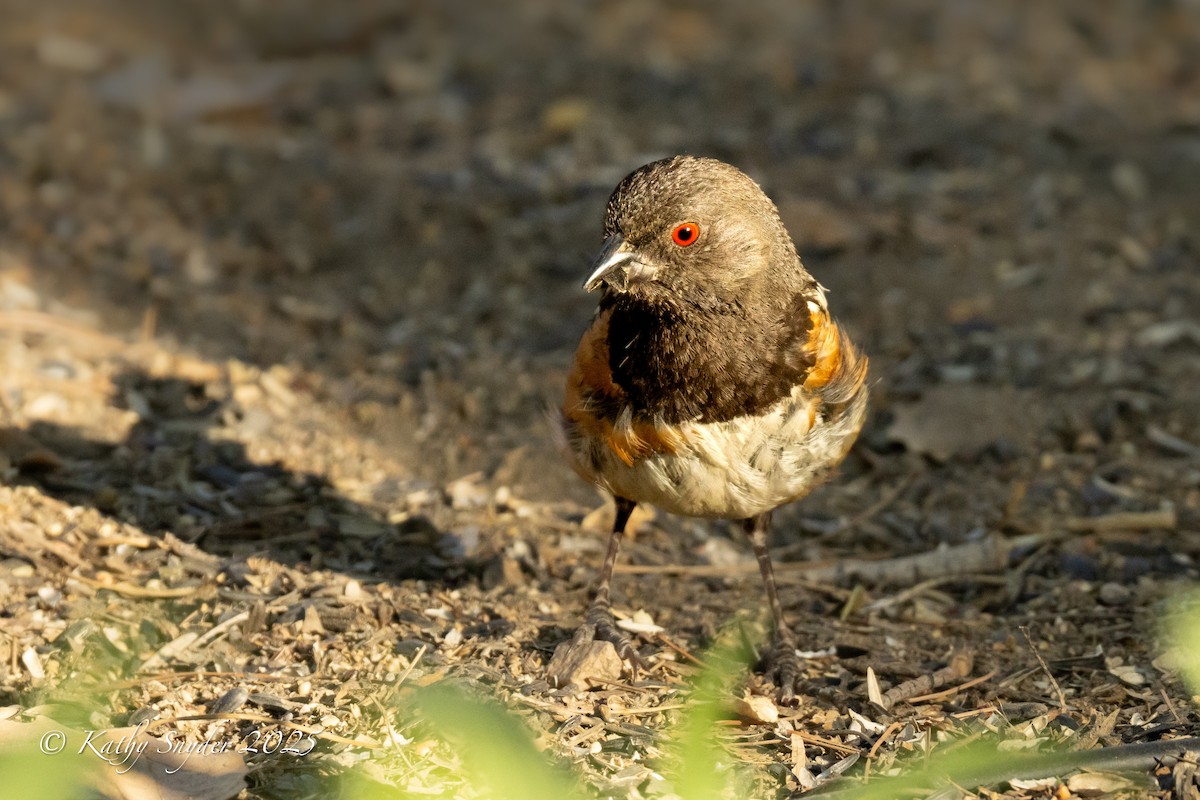 Spotted Towhee - ML638345588
