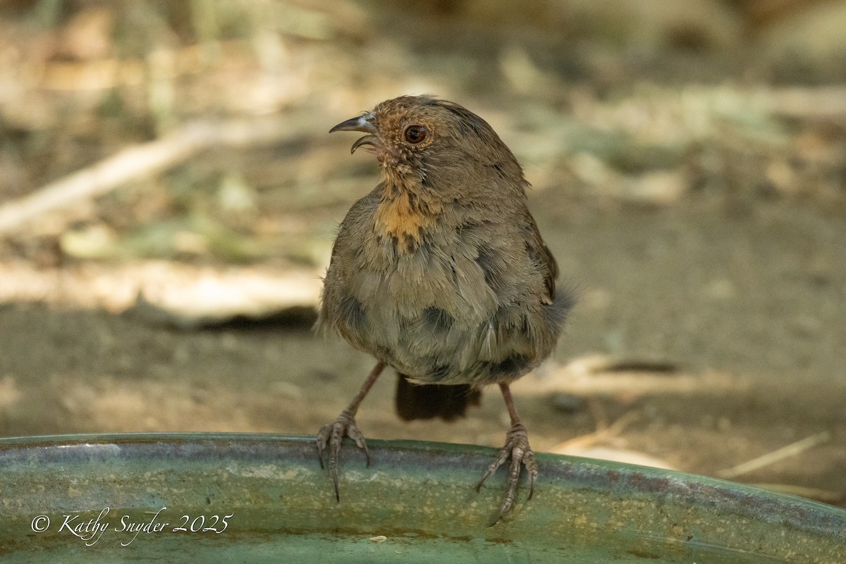 California Towhee - ML638345593