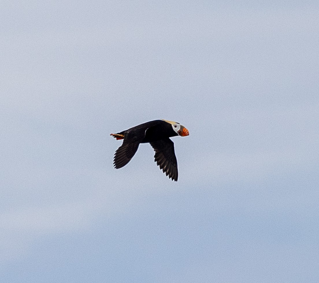 Tufted Puffin - ML638345624