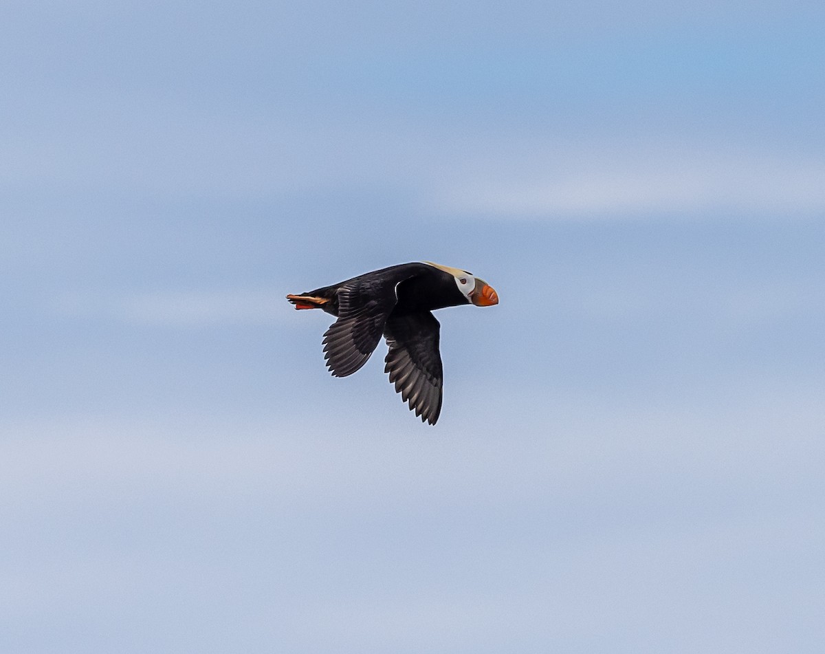 Tufted Puffin - ML638345625