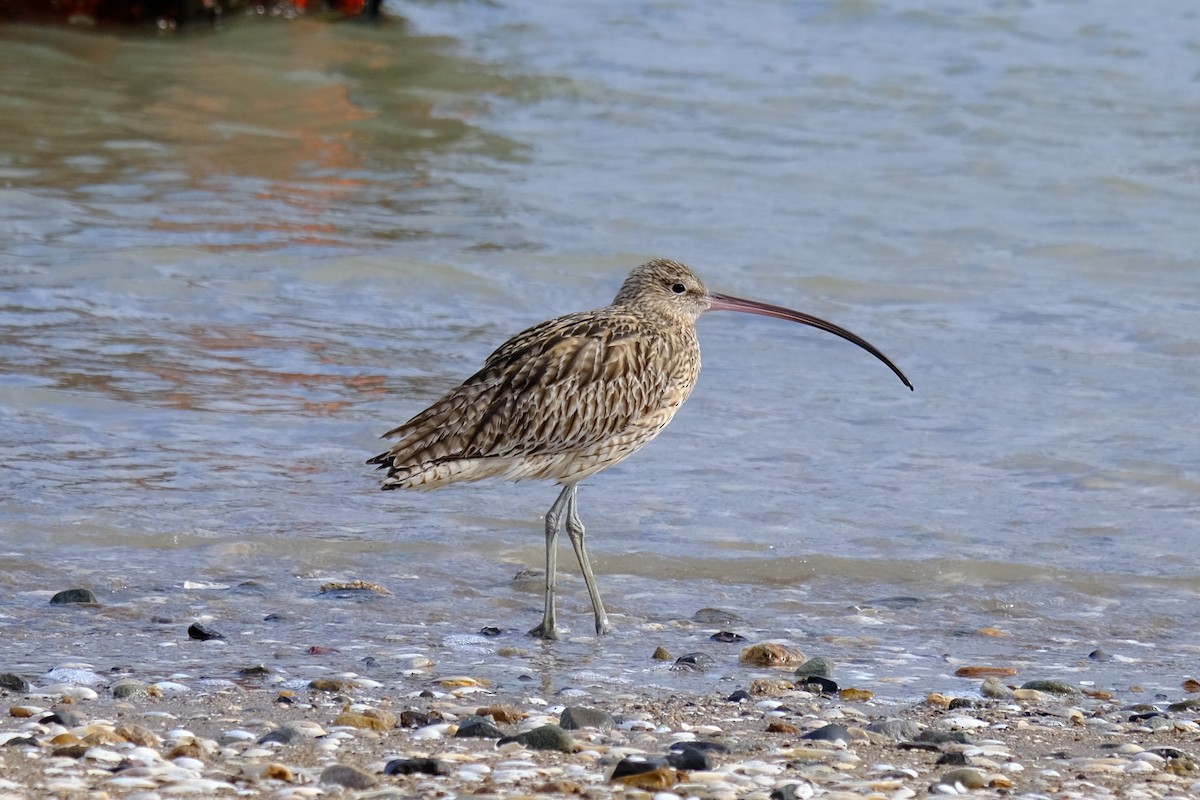 Isabellbrachvogel - ML638345628
