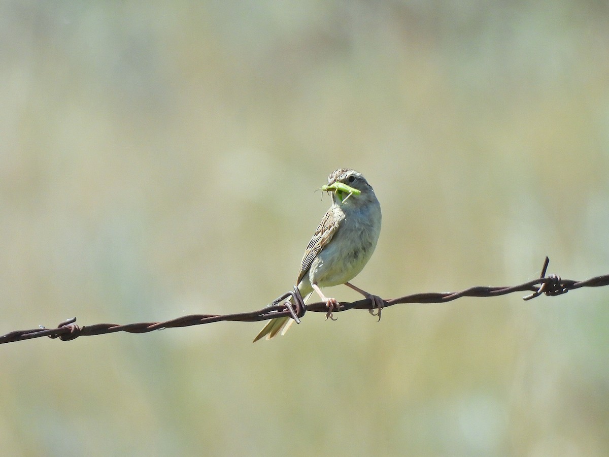 Brewer's Sparrow - ML638345642