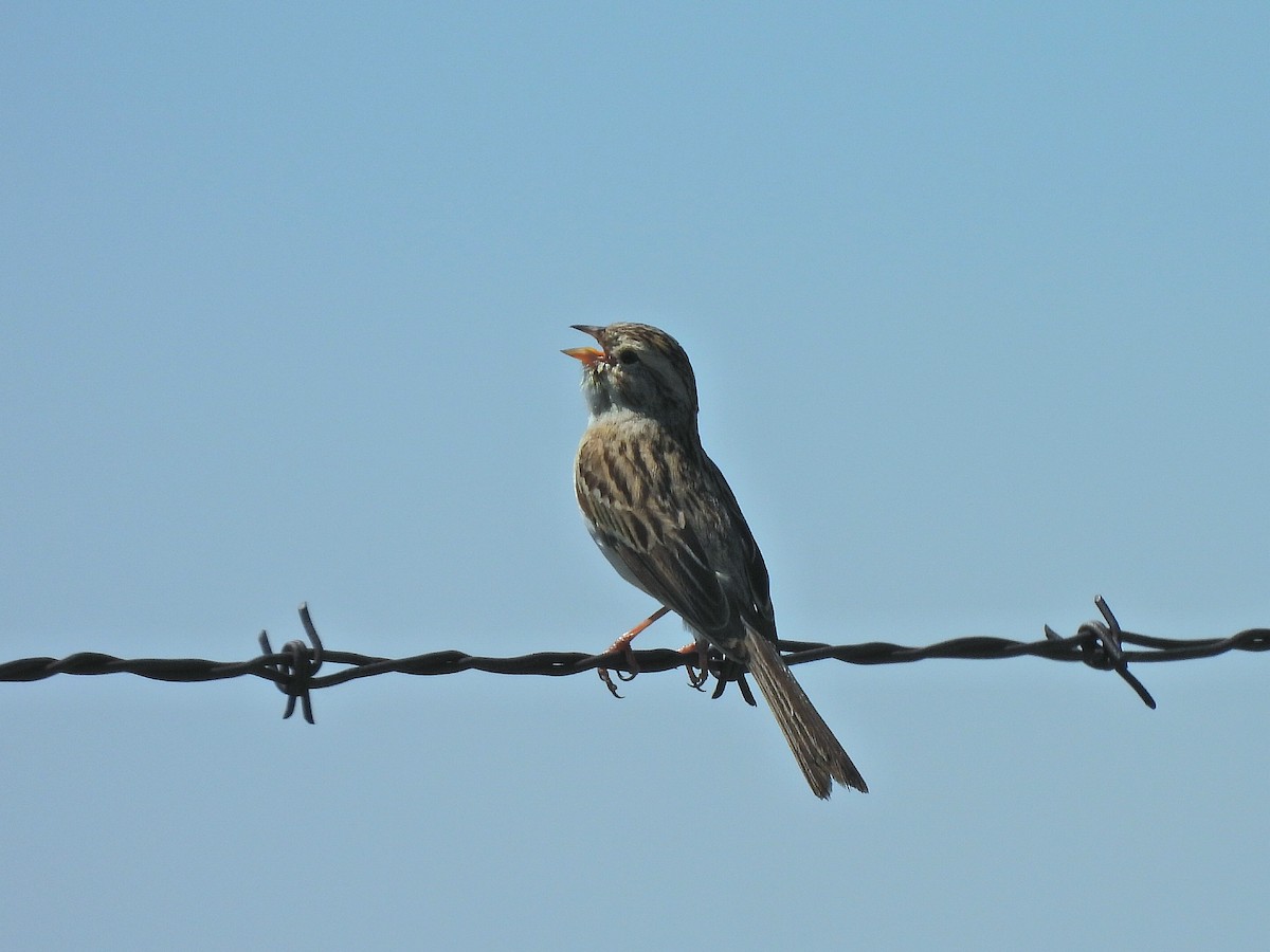 Brewer's Sparrow - ML638345643