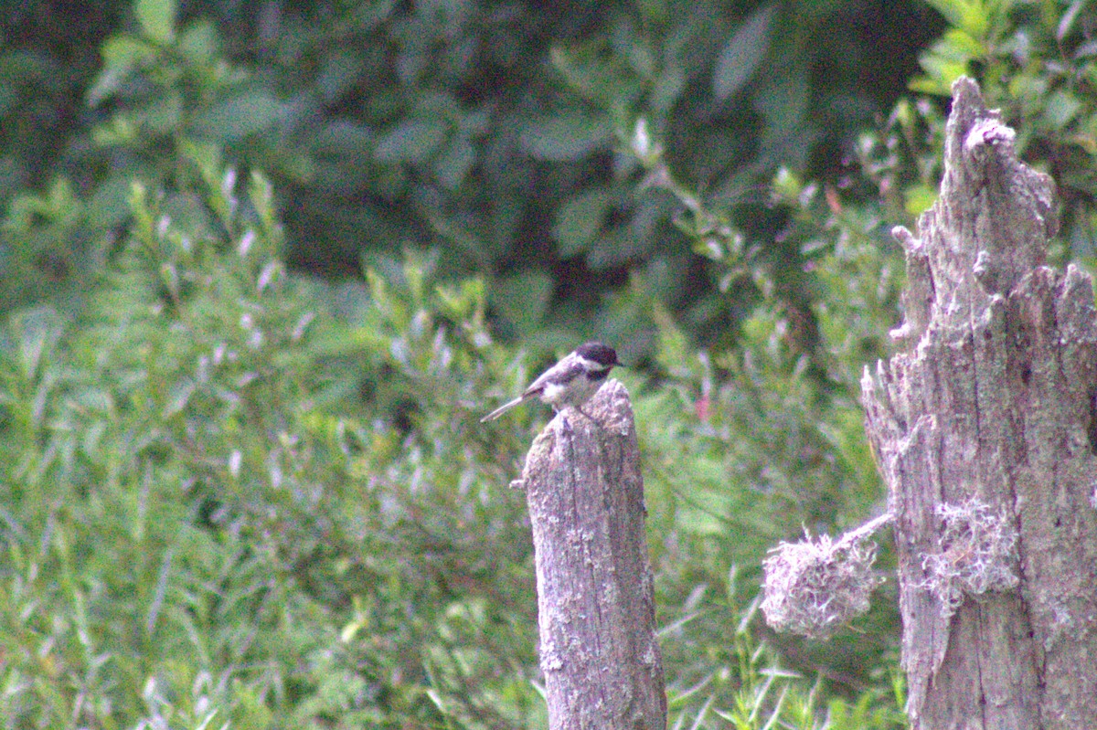 Black-capped Chickadee - ML638345679