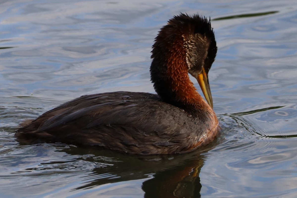 Red-necked Grebe - ML638345681