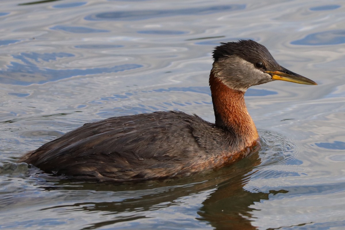 Red-necked Grebe - ML638345683