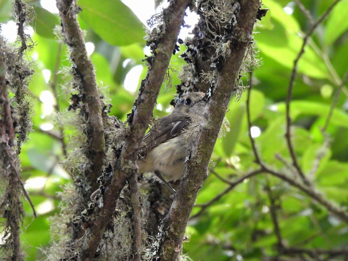 eikevireo - ML638345685