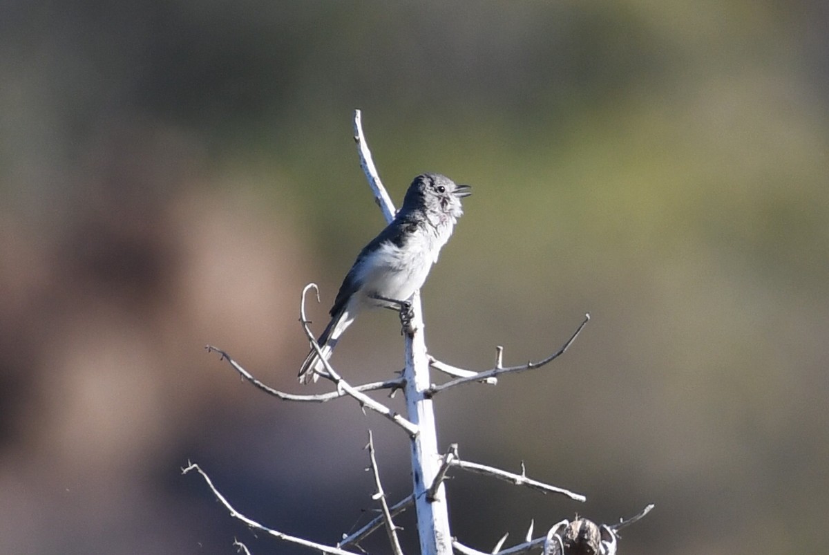 Gray Vireo - ML638345686