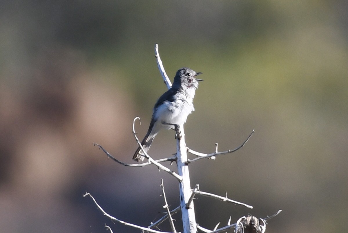 Gray Vireo - ML638345687