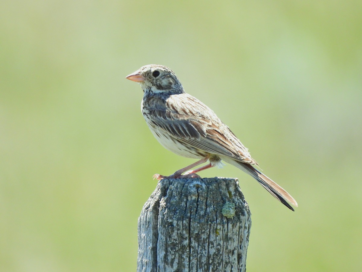 Vesper Sparrow - ML638345689