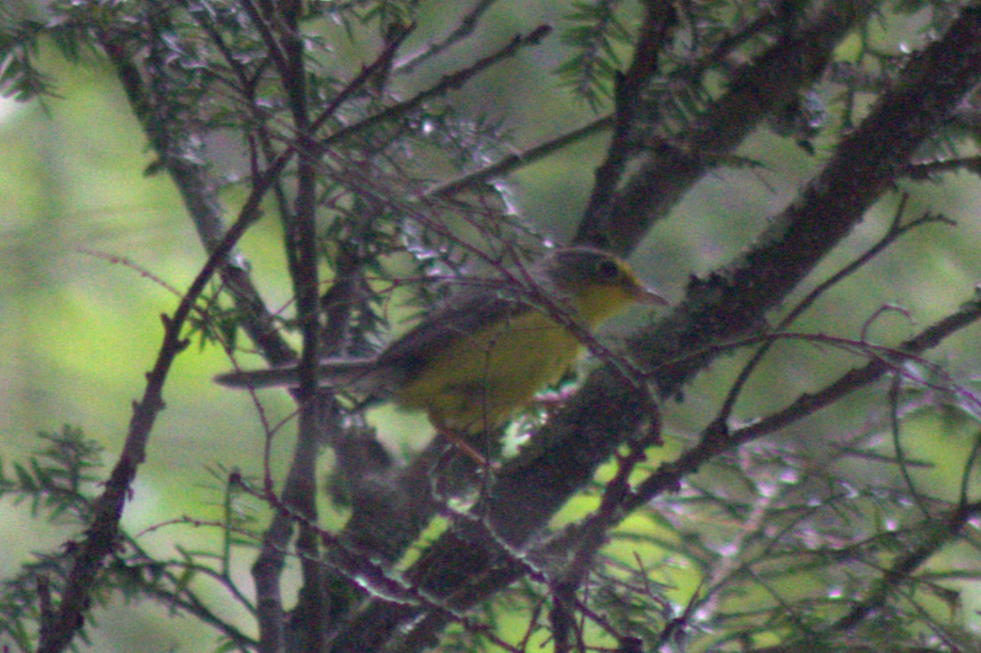 kanadaparula - ML638345690