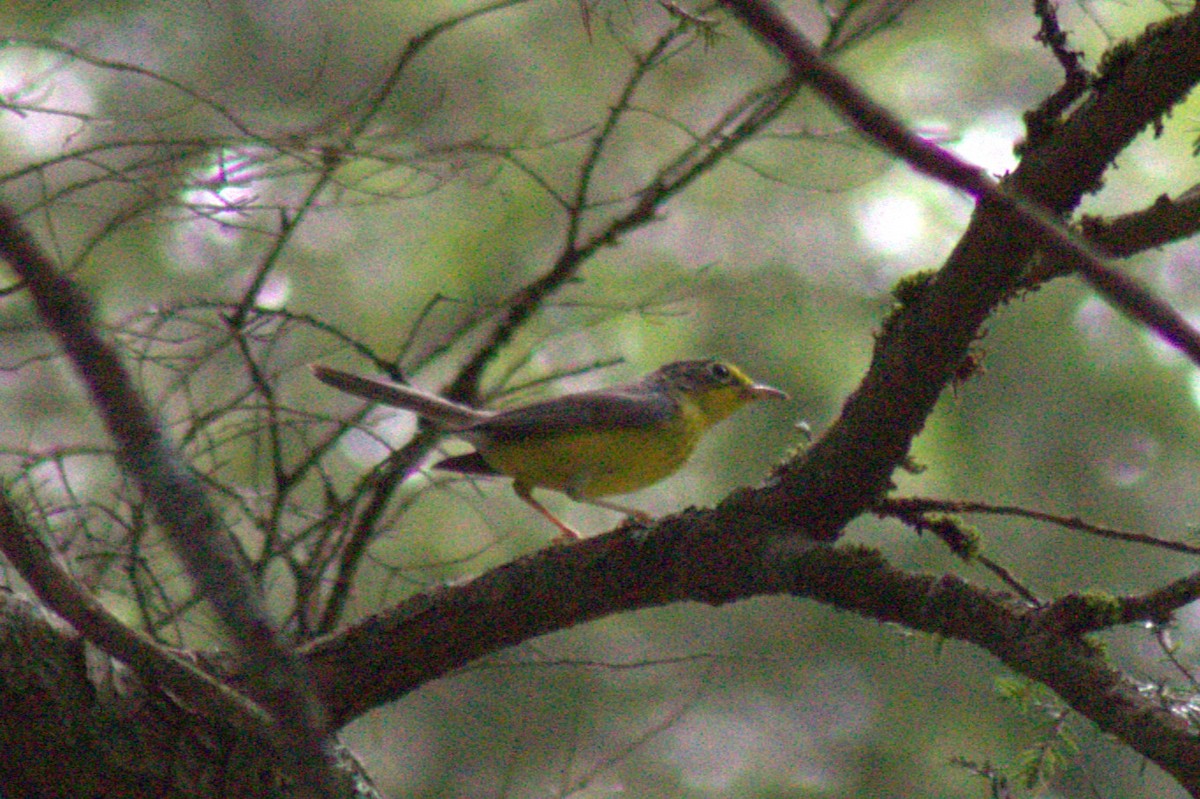 kanadaparula - ML638345691