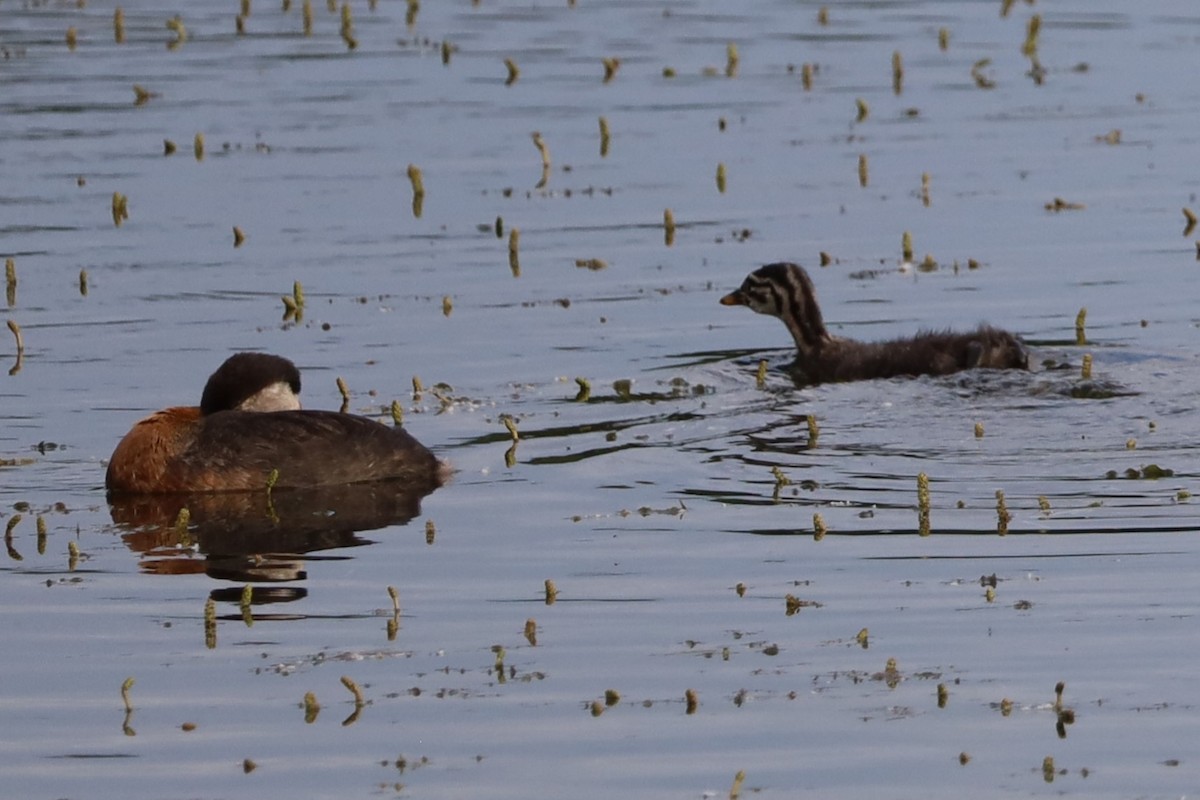 Red-necked Grebe - ML638345717