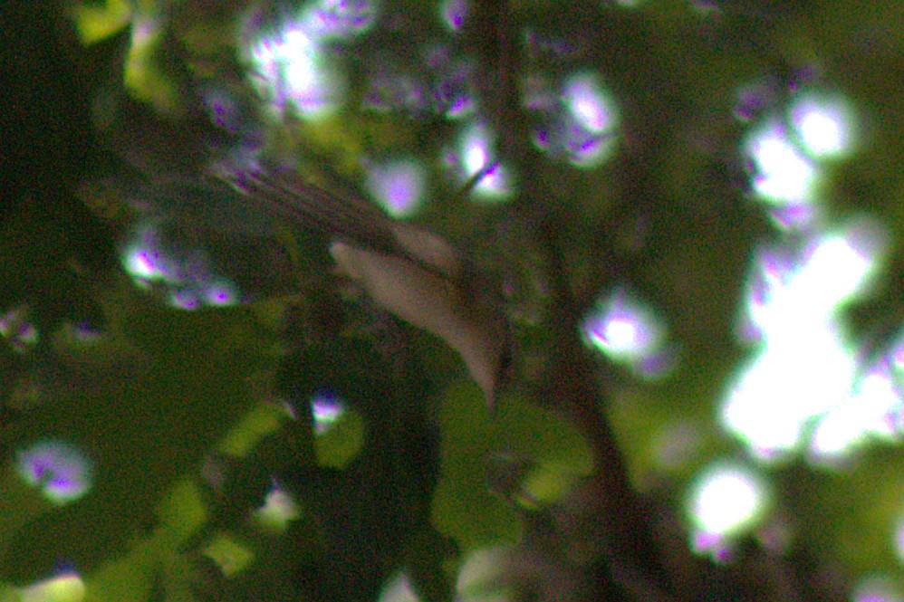 Vireo begigorria - ML638345725
