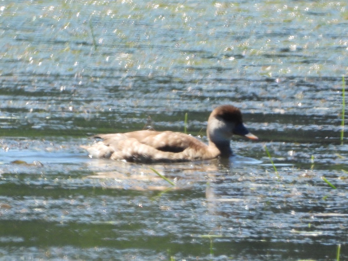 rødhodeand - ML638345726
