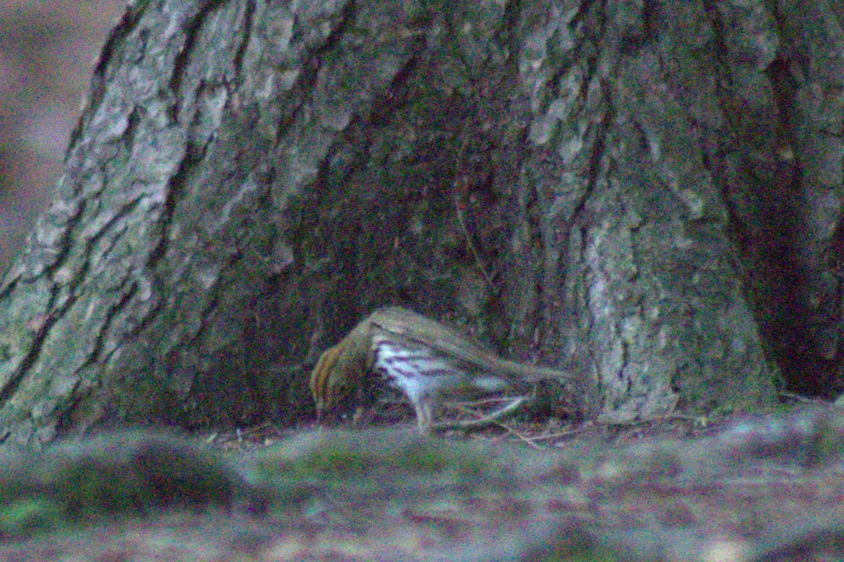ovnparula - ML638345730