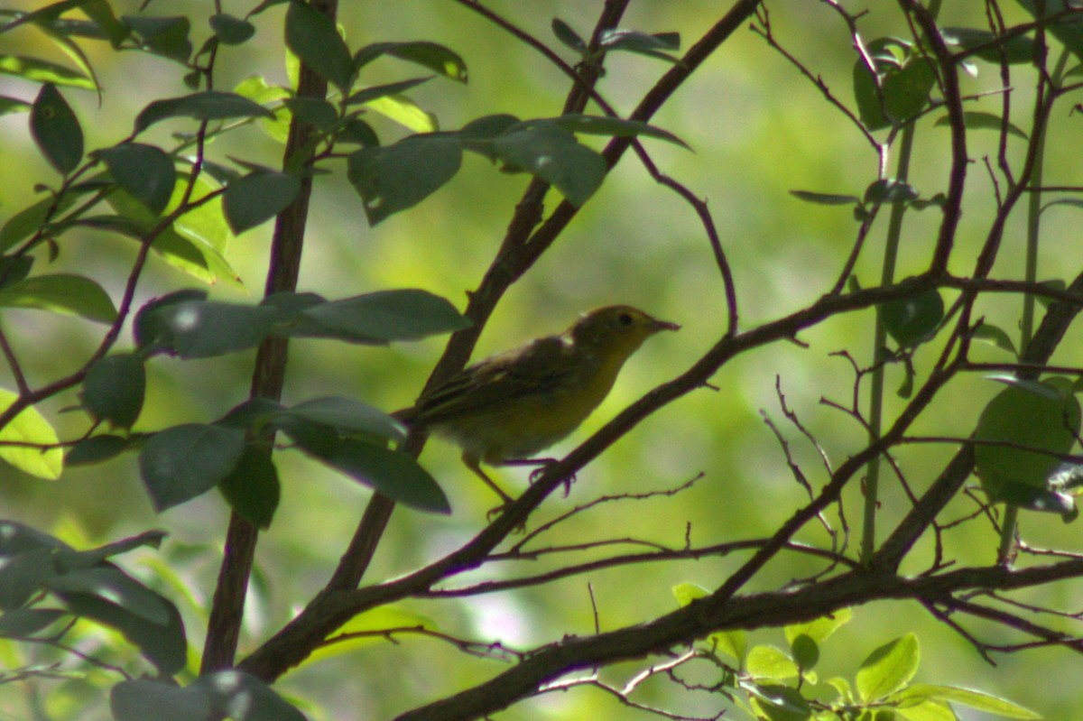 Paruline jaune - ML638345732