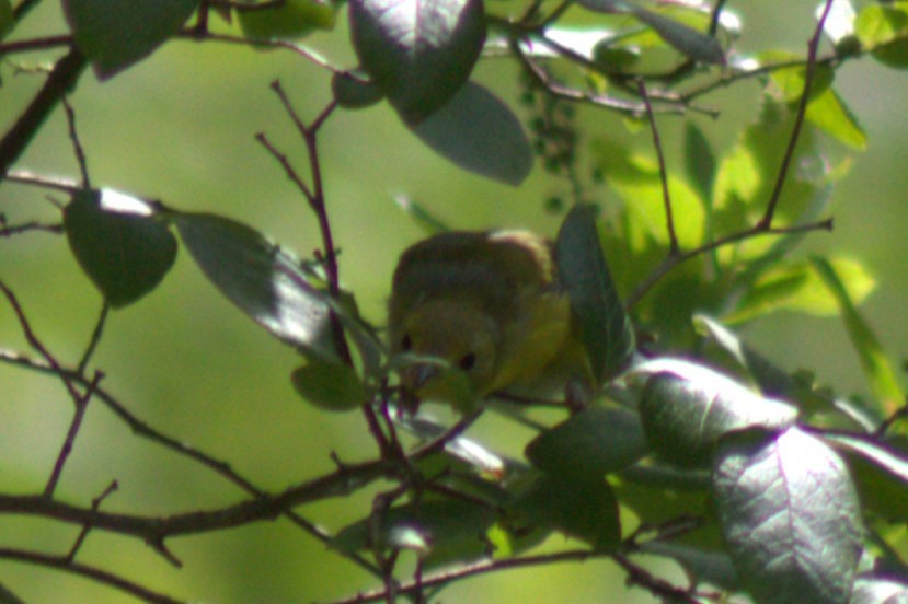 Paruline jaune - ML638345735
