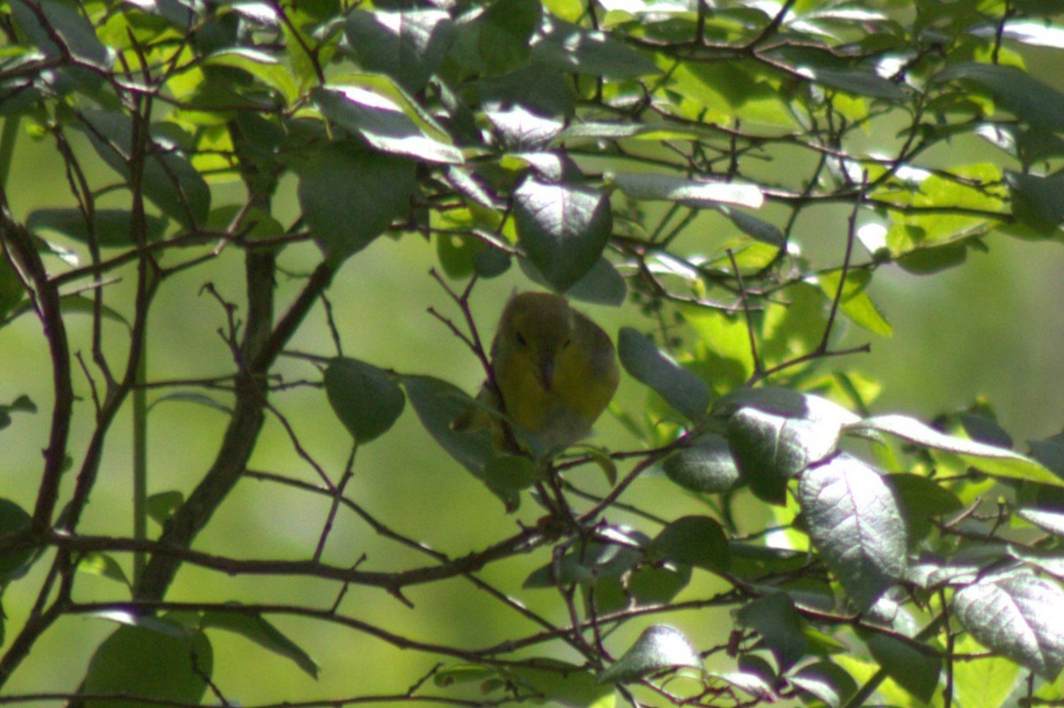 Paruline jaune - ML638345736